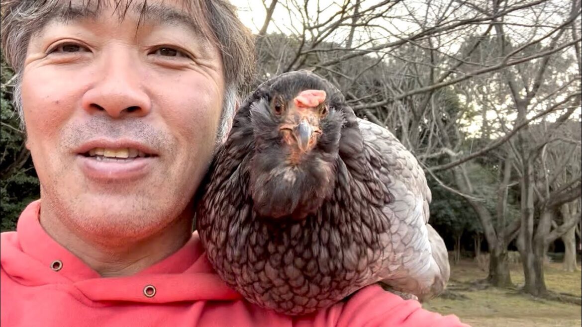 【啓蟄（けいちつ）】ニワトリにとって幸せな季節が始まります