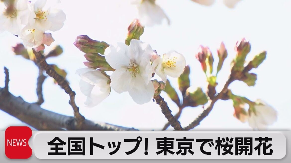 全国トップを切って東京で桜の開花宣言（2023年3月14日）