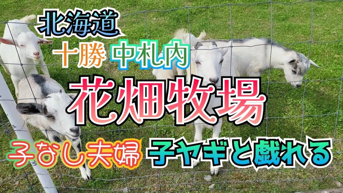 北海道　十勝　中札内　子なし夫婦　花畑牧場で子ヤギと戯れる週末。