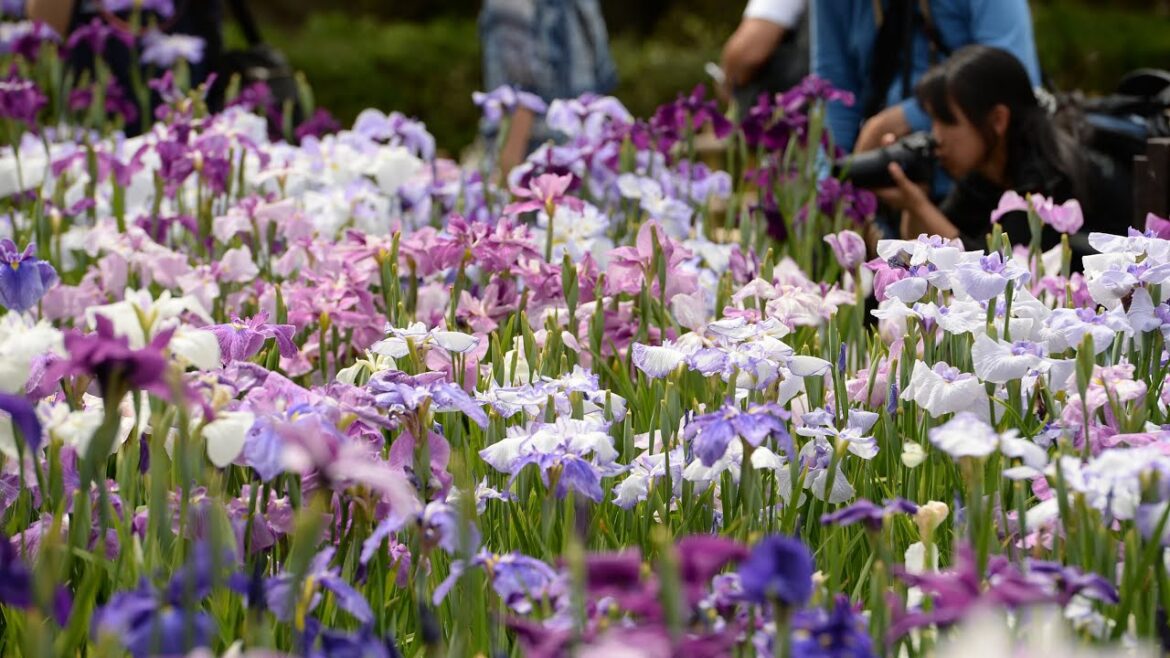 堀切菖蒲園のハナショウブが見頃