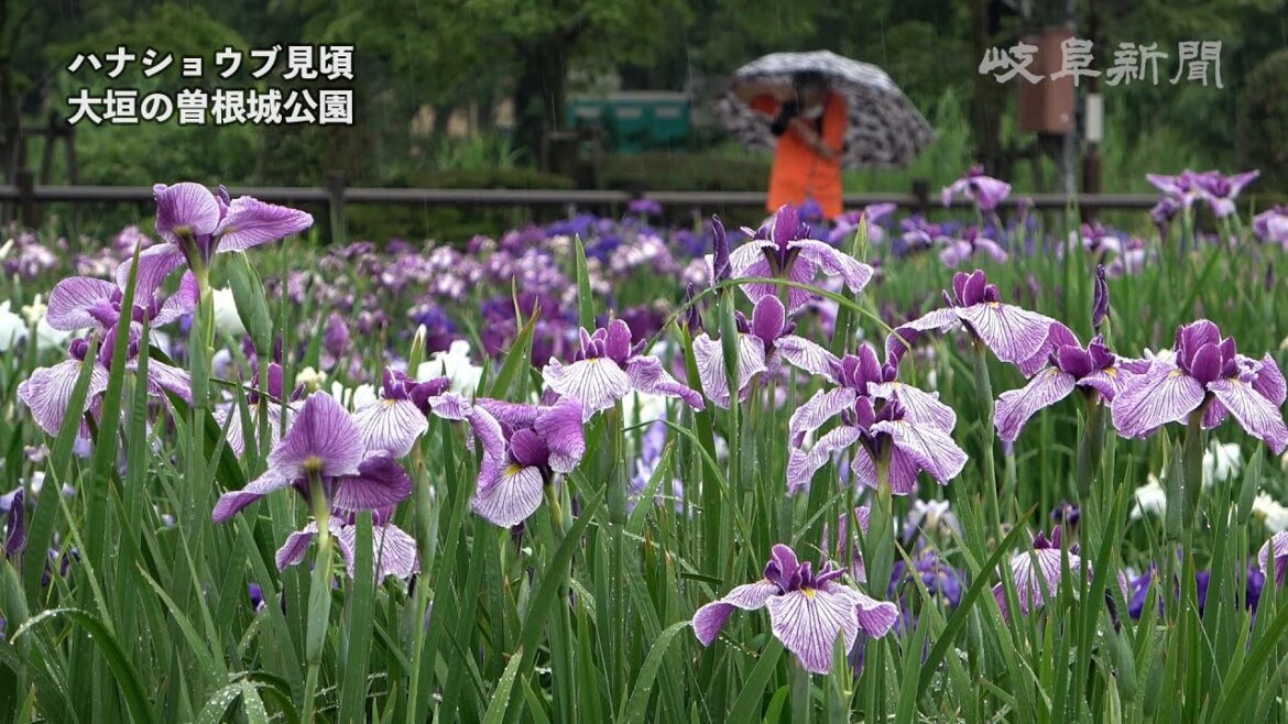 紫や白のハナショウブが見頃　岐阜・大垣市　曽根城公園
