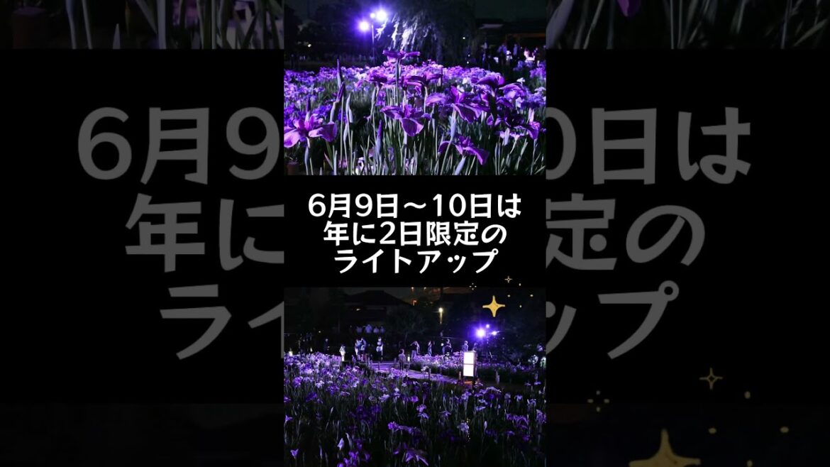 葛飾菖蒲まつり　#葛飾　#花菖蒲