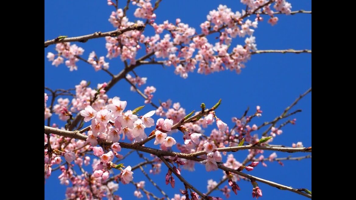 2023年【角館の桜】開花状況　4月10日