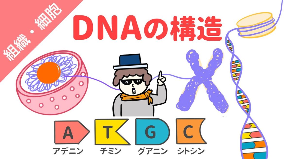 DNAの構造（リン酸・糖・塩基）