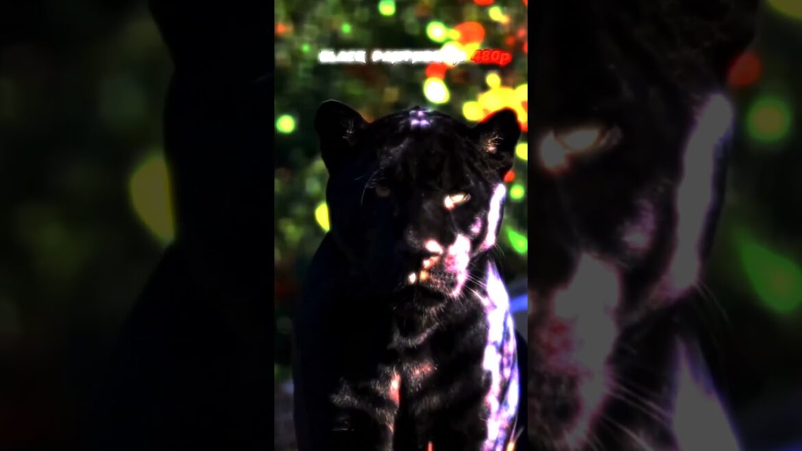 wait for black panther 🖤🔥#mt15shortsvideo#shorts #mt15shorts #youtubeshorts #ytshorts #short#comedy