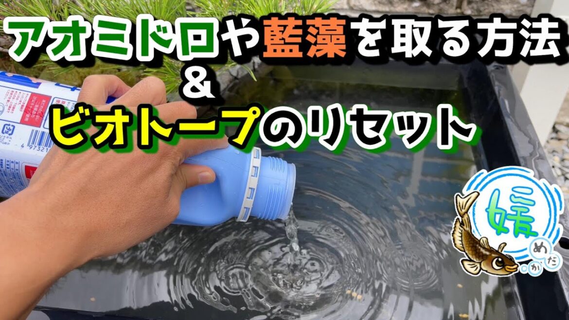 アオミドロや藍藻などの藻を取る方法＆ビオトープのリセット～ハイターの界面活性剤に注意！～【媛めだか/メダカ飼育】