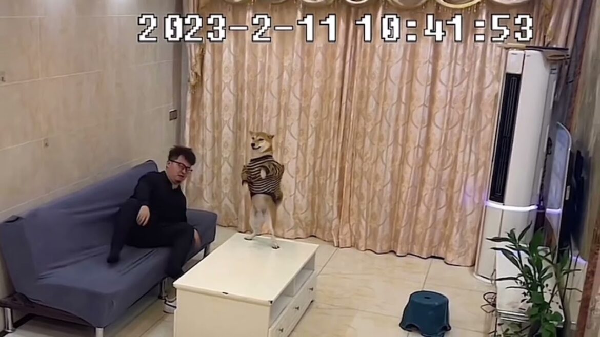 地震きた時犬の反応#動物 #犬 #地震