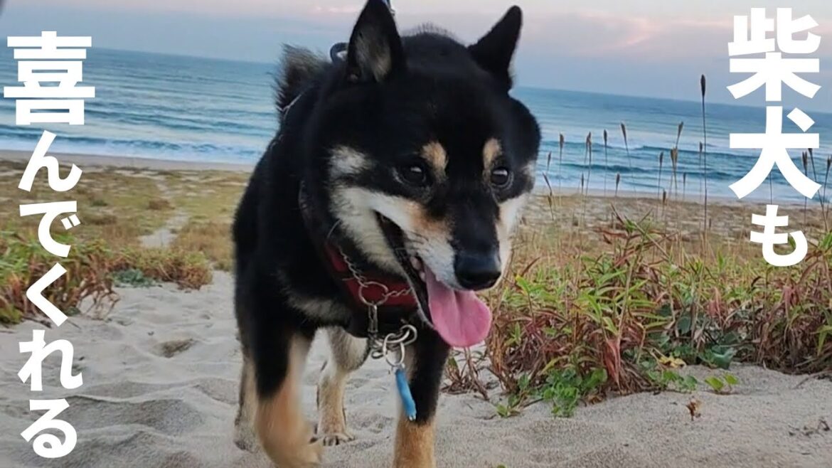 愛犬と世界遺産を巡る旅。【島根県】【石見銀山】【石見海浜公園キャンプ場】【黒柴犬】【shiba inu】