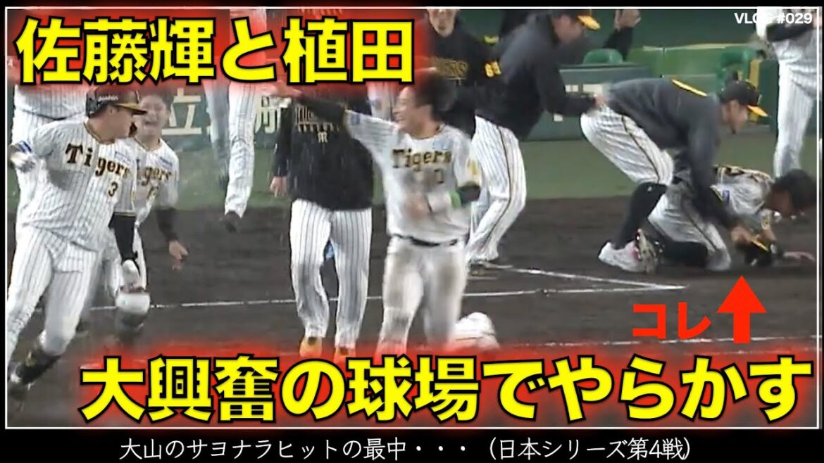 【阪神タイガース】30秒で振り返る大山悠輔のサヨナラヒットで大興奮の最中起こった佐藤輝と植田海の悲劇（日本シリーズ 第4戦）