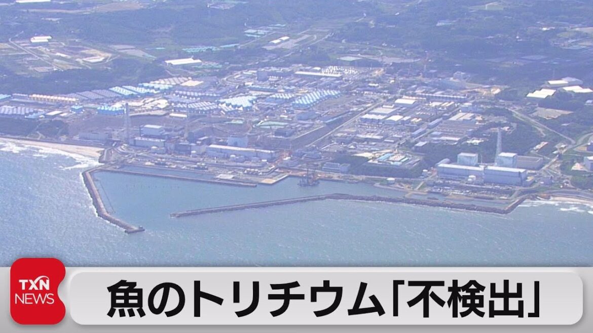 魚のトリチウム「不検出」　風評被害防止へ水産庁が発表（2023年8月26日）