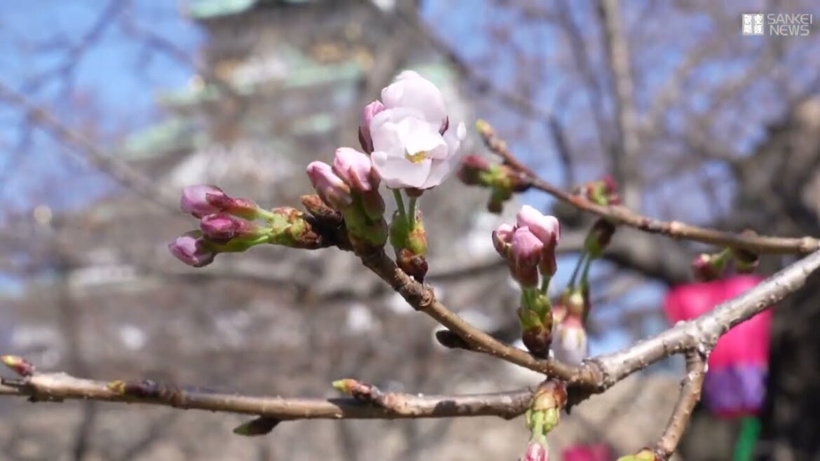 【桜列島2023】大阪で桜開花