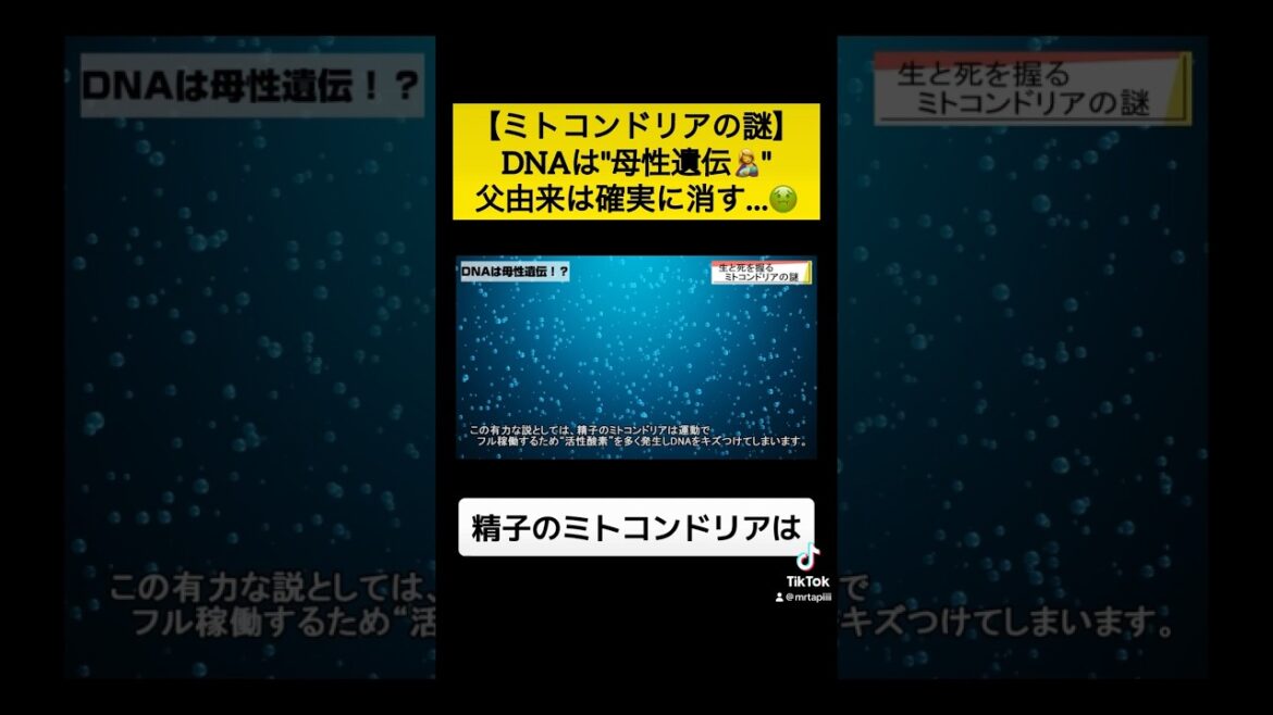 【男は不必要！？😱】ミトコンドリアDNAが"母由来"のみの理由とは…