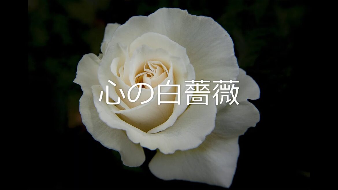 宝塚歌劇「ベルサイユのばら」の「心の白薔薇」をひとりで歌ってみました