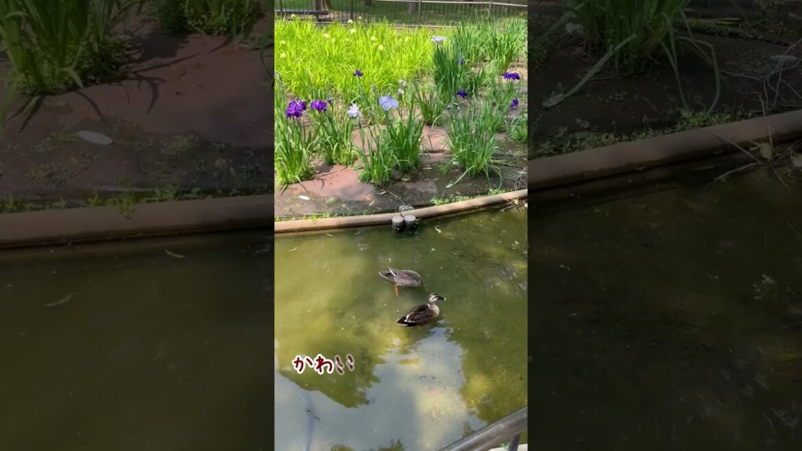 水辺に映える初夏の風物詩～花園中央公園のハナショウブ