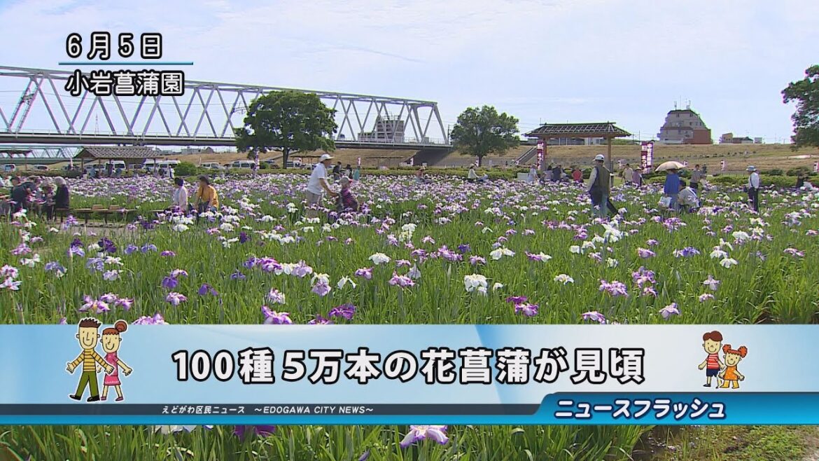 100種５万本の花菖蒲が見頃