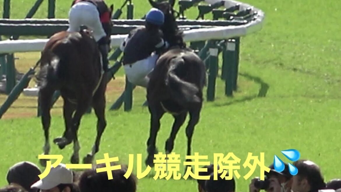 【現地撮影菜七子騎手落馬負傷💦】2023年11月11日福島競馬5Rアーキル＆藤田菜七子騎手競走除外