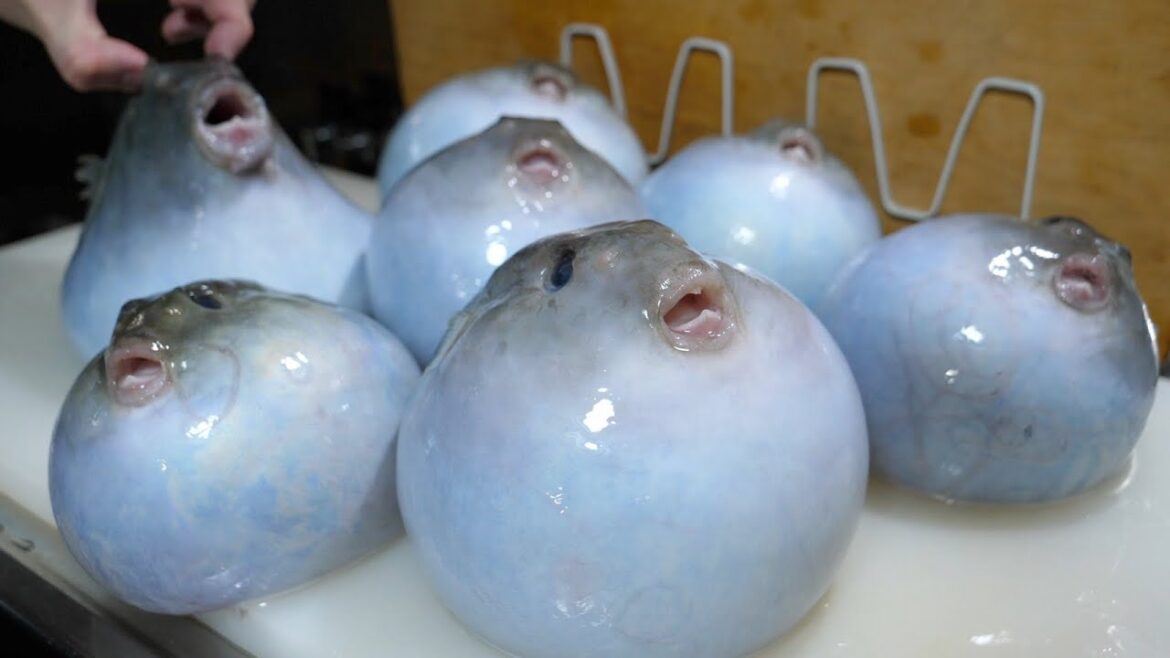 これって魚？･･･謎の球体の魚のさばき方を皆さんに伝授したいと思います。