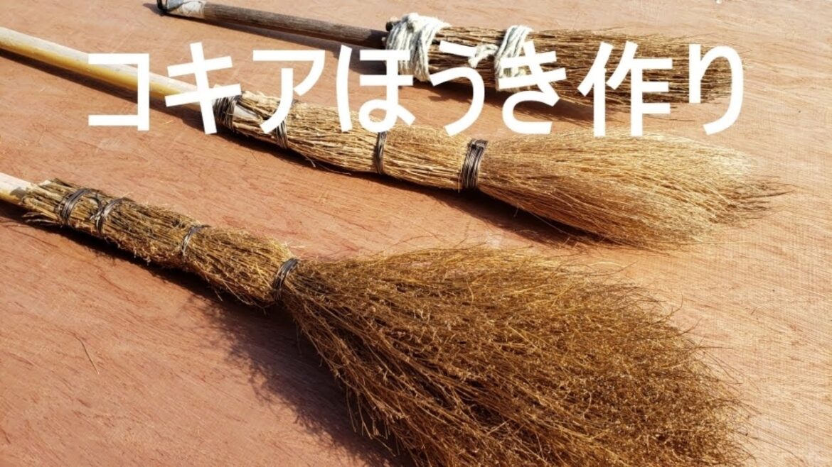4年目にして傑作品！コキアのほうき草でほうき作り！