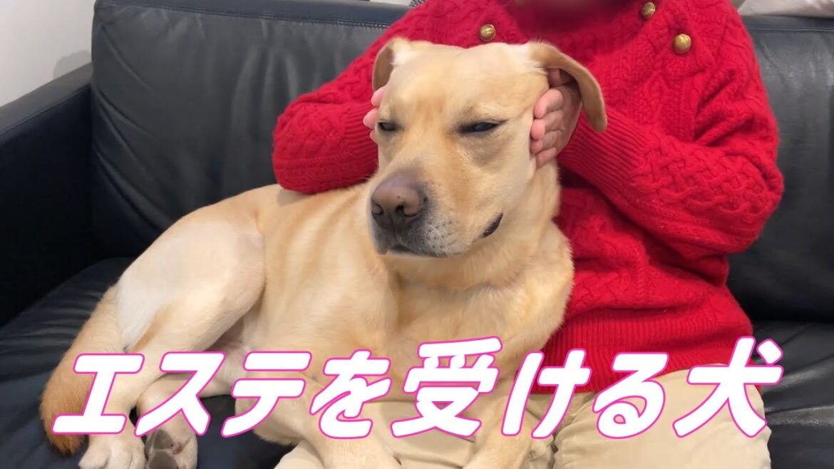 【心地良い？】エステ犬【ラブラドール レトリバー】