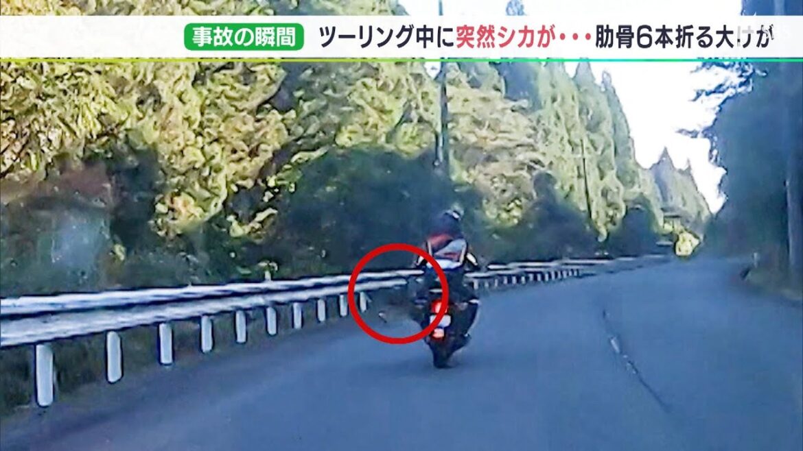 【詳報】「まさか自分がぶつかるなんて」シカとオートバイ衝突の一部始終　10月はシカが絡む事故最多で要注意