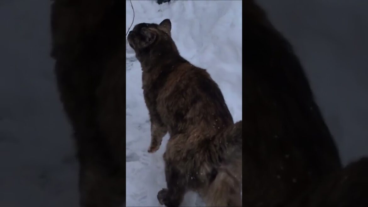 おばあちゃん猫②❕もうすぐ19歳❕😸大雪に挑戦！⛄会津若松 【猫かわいい】Grandma Cat almost 19 years old Challenge heavy snow! Cute Cat!