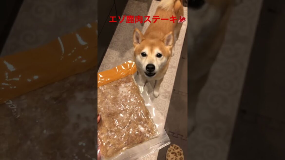 コストコで花畑牧場のエゾ鹿肉のコラーゲンステーキ発見したので買ってきたら大興奮🥩　　#コストコ  #花畑牧場　#エゾ鹿  #しばいぬ  #shibainu  #しばいぬ  #大興奮
