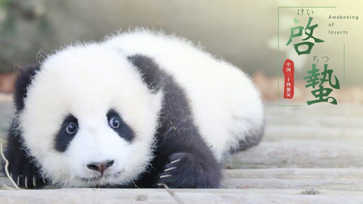 中国二十四節気の啓蟄に、パンダは何をしているの? | iPanda パンダ楽園 中国二十四節気の啓蟄に、パンダは何をしているの? | iPanda パンダ楽園