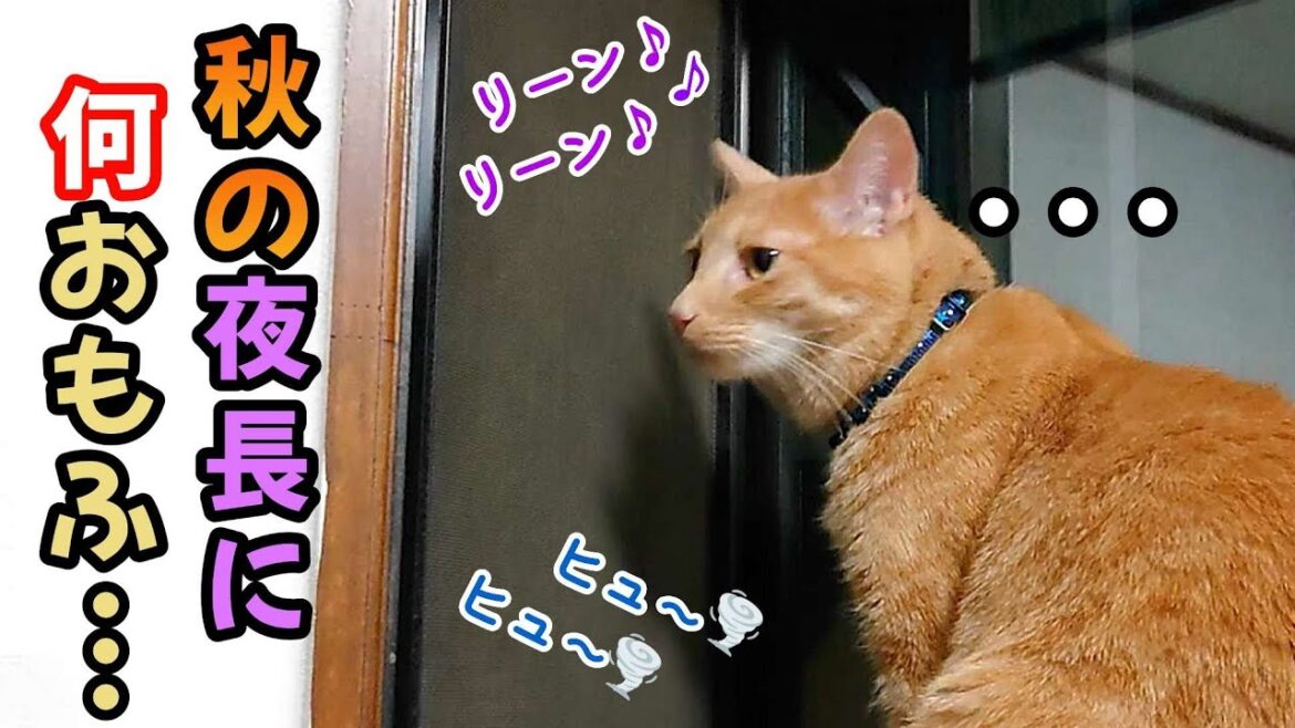 虫の音と心地よい風に誘われて秋の夜長になにおもふ…  保護猫むぎ日記272