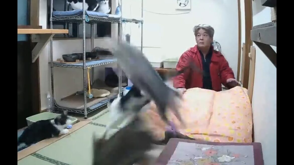 石川県で最大震度7の地震　あと震度4のときの猫たちはパニック状態でした