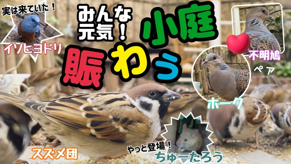 今日の小庭総集編(鳩数２羽)240117