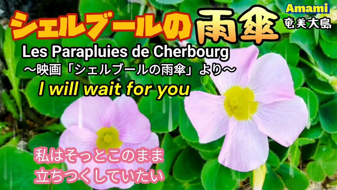 シェルブールの雨傘·I will wait for you·日本語歌詞付·585曲目·オカリナハイビスOcarina Hibi’s