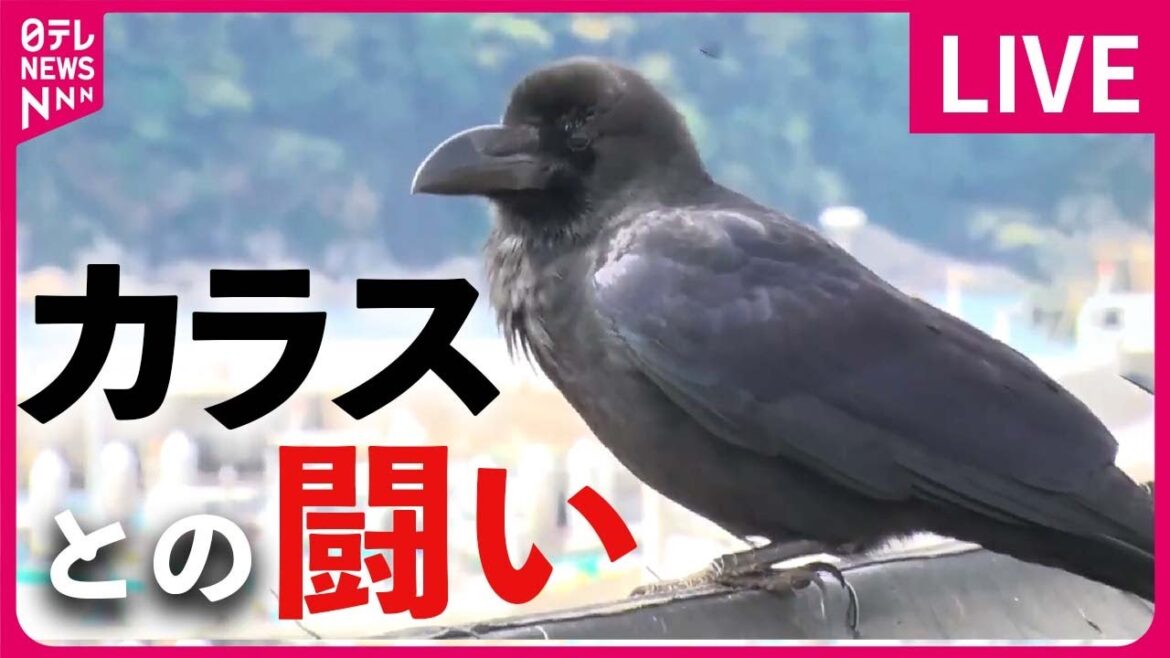 【カラスとの闘いまとめ】カラスの襲撃相次ぐ / 停電の原因、カラスの巣　AI技術で検知して撤去 / カラスがまさかの鳴き声　など （日テレニュース LIVE）
