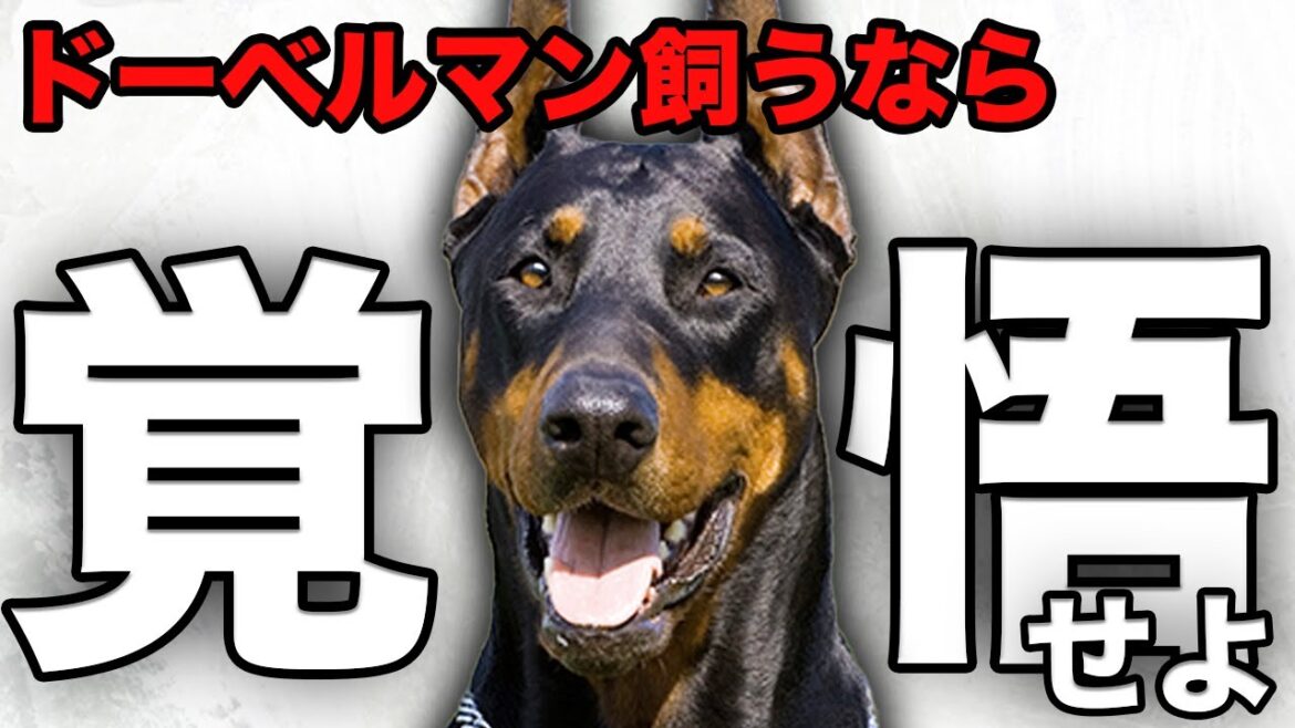 【解説】迎える前に1度見て！ドーベルマンの魅力や注意点について教えます！