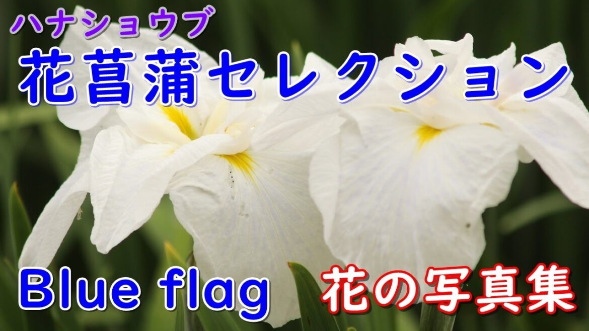 「花の写真集」花菖蒲セレクション、ハナショウブ、はなしょうぶ、詩季彩の花、夏の花ごよみ