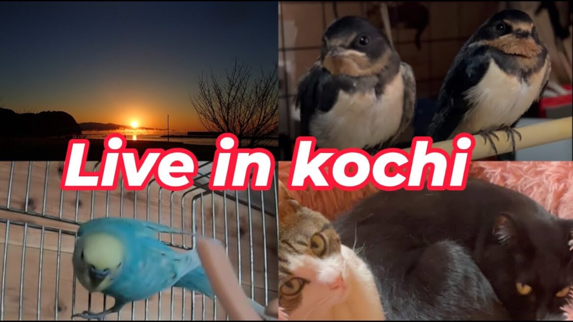 【南海トラフ】春海🌊猫部屋🌸☆彡土佐☆太平洋ライブカメラ＆猫＆インコ🐦波の音🌊　野鳥観察　kochi japan【土佐】