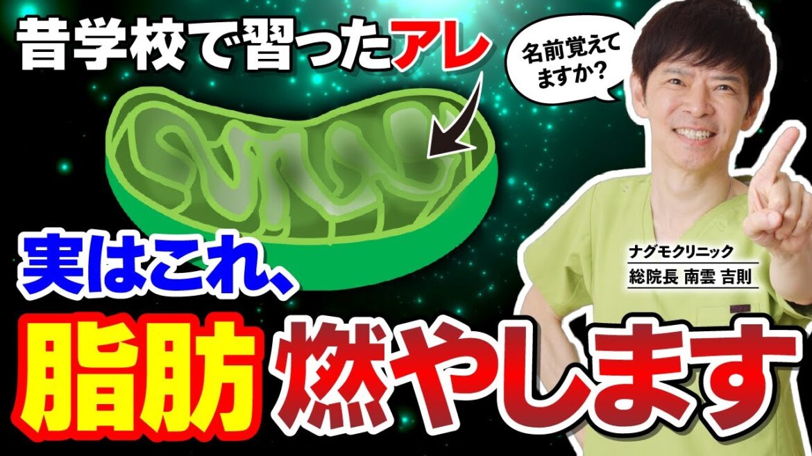 【超必見】ミトコンドリア驚異の仕組み！万能のエネルギー工場があなたの体にもたらすものとは？（ダイエット・脂肪燃焼・糖質・ナグモクリニック・予防医療）