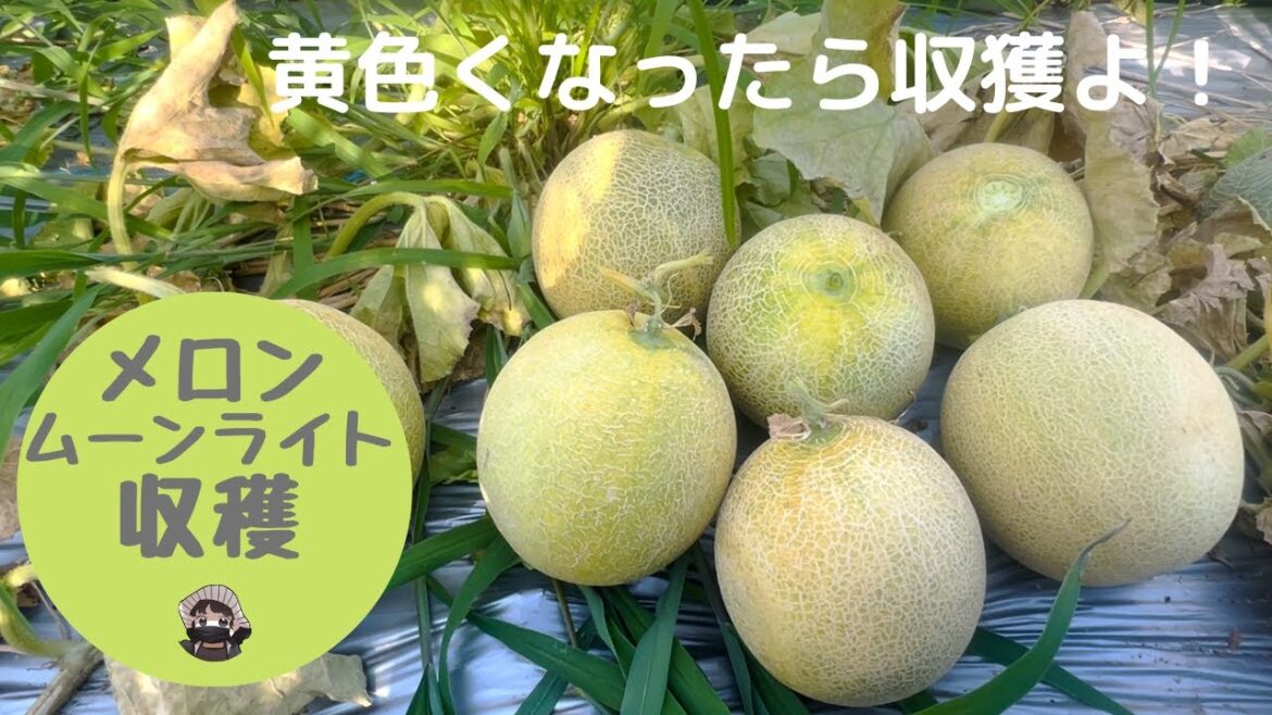 メロン収穫【ムーンライト】【メロン】【収穫】【黄色】【家庭菜園】