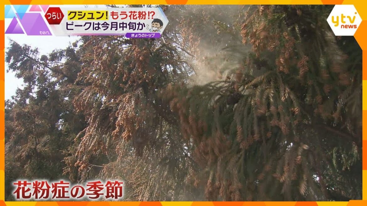 今年の花粉　飛散のピークは例年より早い2月中旬か「雨上がりで気温が急上昇」「春一番」の日は注意