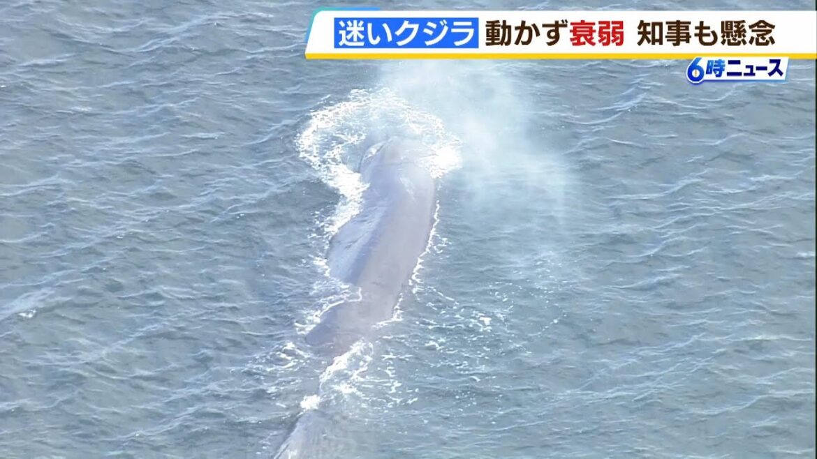 大阪湾のクジラ「ずっととどまっていて非常に厳しい状態」吉村知事が懸念…沖合に連れて行くのも困難　マッコウクジラのオスか（2024年2月2日）