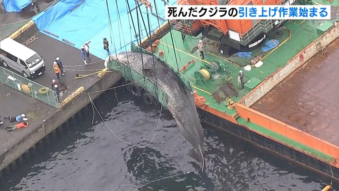 死んだクジラを引き上げ作業　吉村知事「週明けから埋設作業行う」数年後に博物館に骨格標本として提供方針（2024年2月22日）