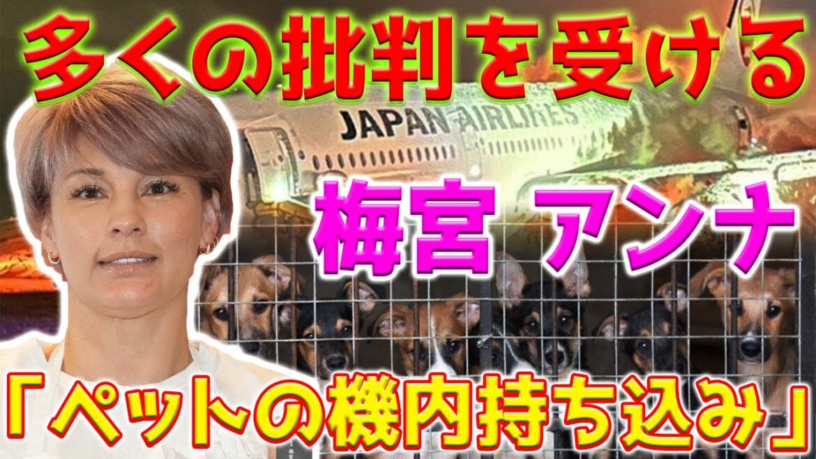 【批判】梅宮アンナは「ペットの機内持ち込み」の一連の論争で多くの非難を浴びました