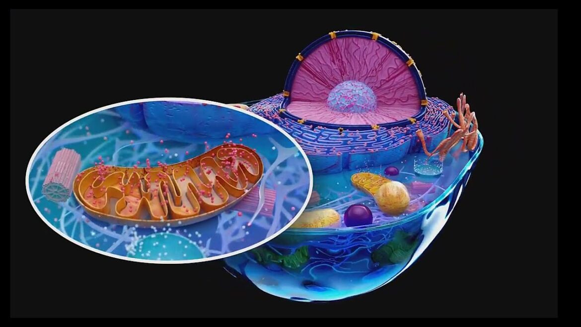ミトコンドリアDNA
