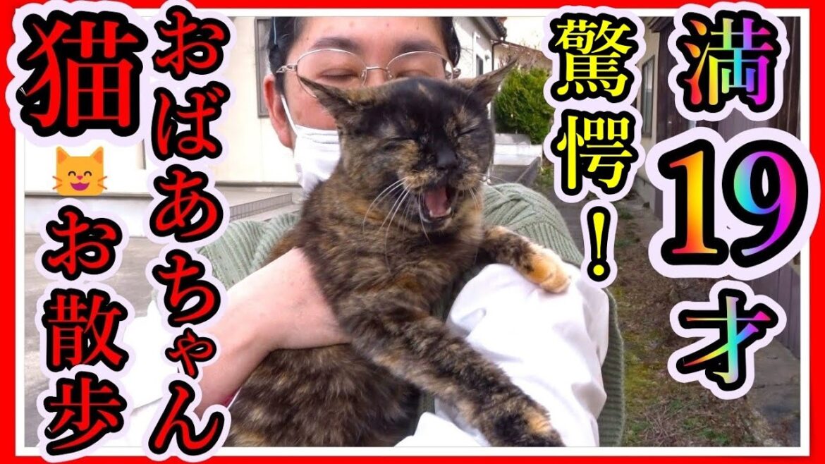 おばあちゃん猫！満19才！人間なら92歳！😸 驚愕の身体能力！【猫かわいい】【会津若松】19 years old grandma cat ! Walking in the garden!【猫おもしろ】
