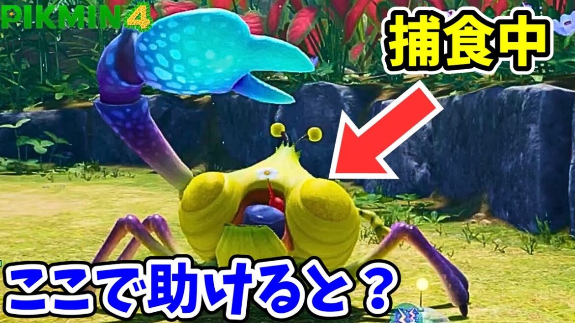 食べられているピクミンを助けたらスゴイことに！？【ピクミン4】