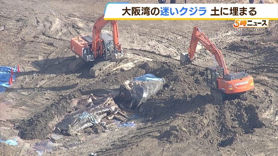 死んだ“迷いクジラ”の埋設作業終わる　吉村知事「ガスがたまって爆発すれば大変。速やかに行動することが重要」（2024年2月26日）