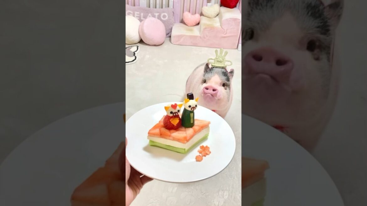 しらたまちゃんのひな祭り🎎🐽🌸【2024年】#ひな祭り #桃の節句 #マイクロブタ #ミニブタ #ブタ