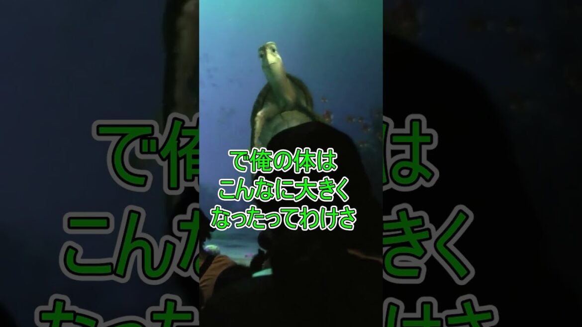 【500kg】お勧めの海藻を教えてください。【タートルトーク】東京ディズニーシー