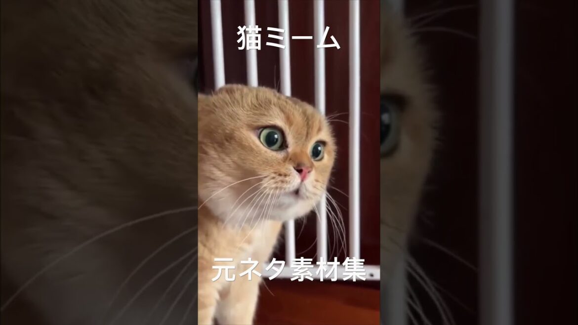 猫ミーム元ネタ素材集 #猫ミーム #猫マニ #猫ニチ
