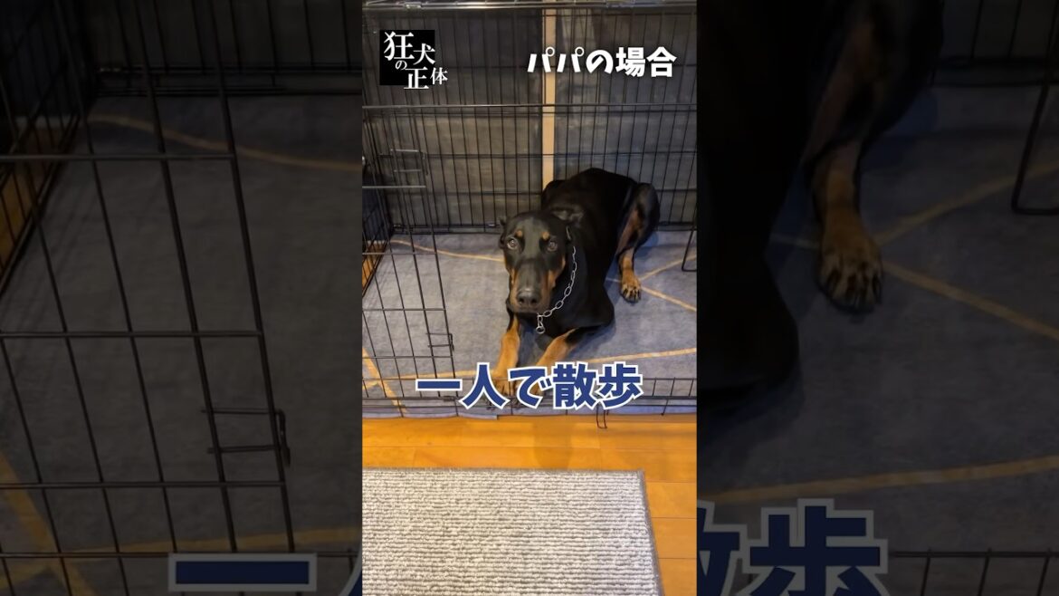 ドーベルマンを置き去りに散歩に行くと伝えてみた結果【パパとママの比較】　#ドーベルマン #ひょっこりはん #大型犬