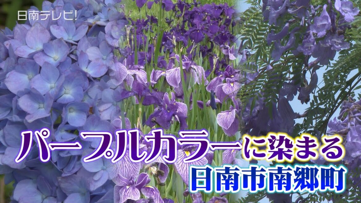 パープルカラーに染まる南郷　アジサイ、ハナショウブ、ジャカランダの花が見頃（宮崎県日南市）